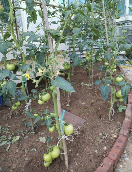 海风花园一楼带小院出售